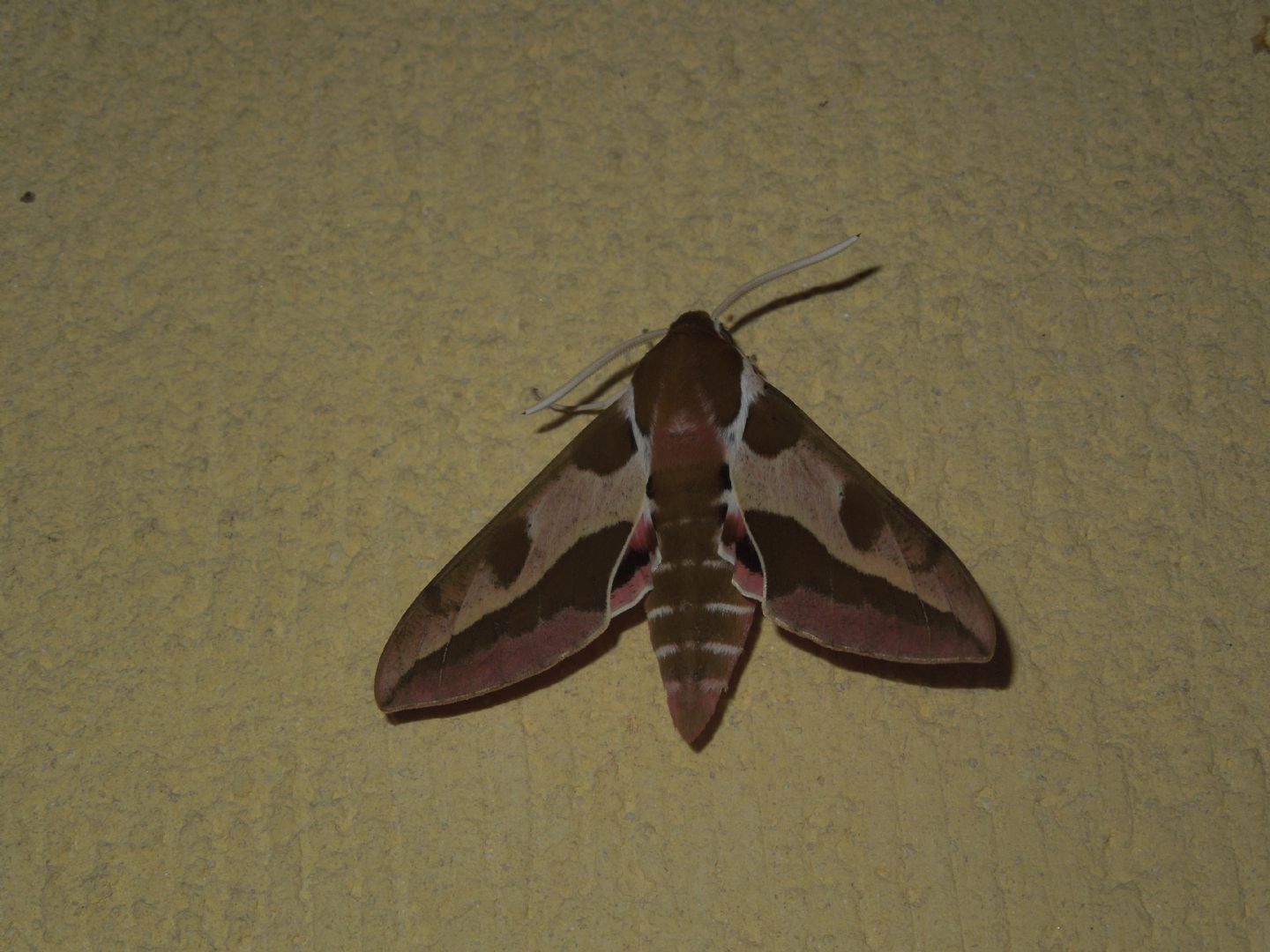 Identificazione Sphingidae - Hyles euphorbiae